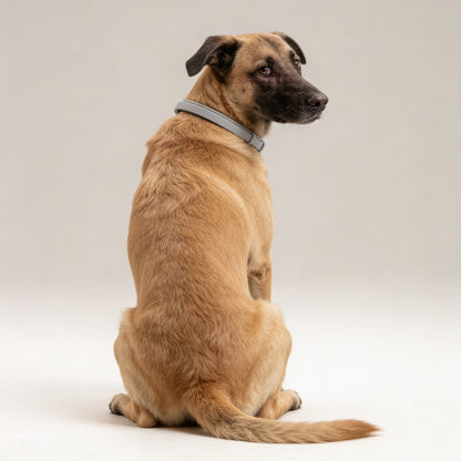 Collar Antiparasitario